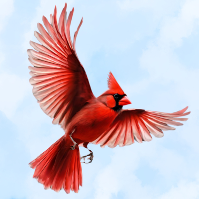 Cardinal Bird Sky.png
