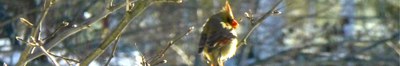 bird on the tree branch
