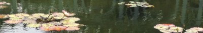 pond with clear water